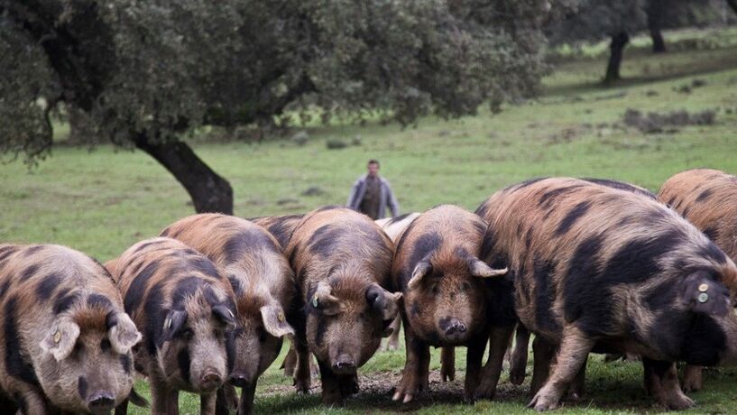 Presunto mais caro do mundo está a 45 minutos da fronteira