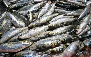 Peniche quer aumento das capturas de sardinha para este ano