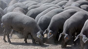 China cria porcos gigantes para contrariar efeitos da peste suína