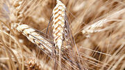 Produção nacional de trigo pode ganhar com corte da Rússia